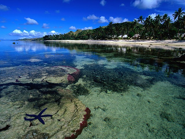       Starfish along the Coral Coast (Fiji).jpg
